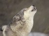 Thumb_howling_timber_wolf_temperate_north_america