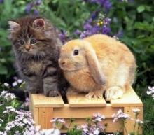 Челнинка сдает кроликов для детских игр