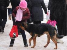 Бродячие собаки: самооборона без оружия