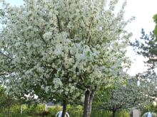 Алмас Идрисов предлагает праздновать День цветения яблонь