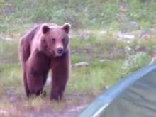 На Кольском полуострове к лагерю мототуристов из Татарстана вышел медведь