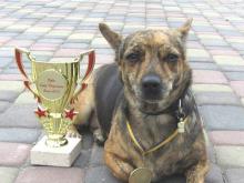 В Набережных Челнах пройдет выставка беспородных собак «Кубок Барбоса»