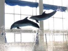 Дельфинарий в Набережных Челнах закрывается на ремонт на 5 дней