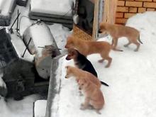 «Горкоммунхоз» приступил к отлову собак в Набережных Челнах