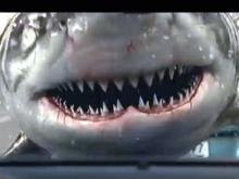 ГИБДД пугает водителей, не соблюдающих дистанцию, акульими челюстями