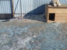 МЧС: «Перед собачьим приютом в Елабуге слили на землю отходы из канализации»