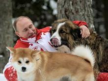 Волонтеры из Набережных Челнов собирают подписи в защиту животных для отправки Путину