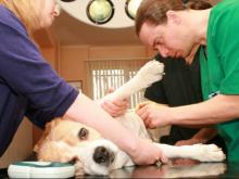 Челнинские ветеринары раз в месяц бесплатно стерилизуют собак