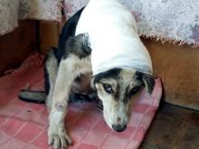 Собаку, изуродованную в поселке Сидоровка, выходили в приюте 'Верность'