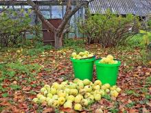 Садоводы предложили Вадиму Махееву 600 тонн 'бросовых' яблок