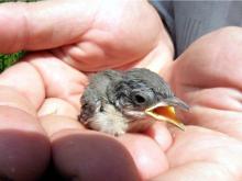 Охотоведы призывают жителей Татарстана не 'спасать' выпавших из гнезд птенцов