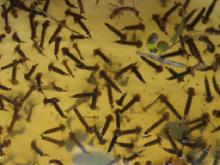Как уничтожают личинки комаров в Набережных Челнах