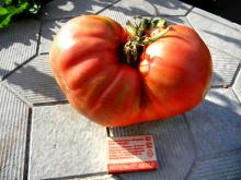В Набережных Челнах вырастили помидор-гигант