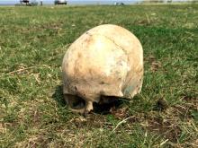 Возле деревни Гулюково рыбаки выловили человеческий череп