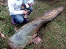 Пойманного гигантского сома на реке Вятка рыбак продал за 15 тысяч рублей