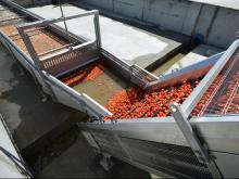 В Астраханской области открыт крупнейший в России завод по производству томатной пасты