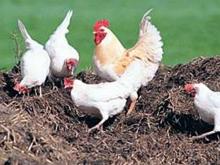 Куриный помет компания 'Челны-бройлер' сертифицировала как удобрение