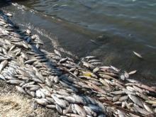 В массовой гибели рыбы в Заинском водохранилище подозревают менеджеров местной ГРЭС