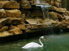 В водоеме с водопадом в конно-спортивной школе 'Тулпар' поселили белого лебедя