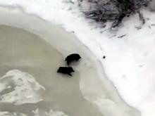 Вертолет главы 'Таспиртпрома' напугал двух кабанов, которые оказались на льду речки (видео)