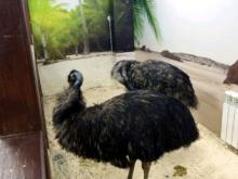 2 трехлетних самок страуса Эму в Набережных Челнах продали за 30000 рублей