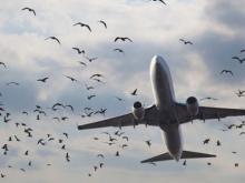 Крупная ферма угрожает безопасности полетов в аэропорту «Бегишево»