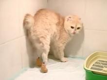 Новосибирские ветеринары создали протезы для кошек из титана и пластика (видео)