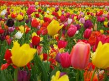 В Челнах увеличат количество высаженных тюльпанов и виол. Всего посадят более 1000000 цветов 