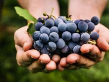 Дачники - виноградари из Татарстана стали фермерами