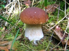 Год грибов