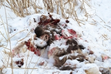 Неподалеку от Набережных Челнов обнаружены останки лося