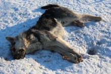 В Набережных Челнах обнаружены трупы собак