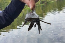 Челнинские рыбаки поймали аквариумного сомика