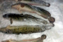 Ради чего челнинские рыбаки рискуют своей жизнью на неокрепшем льду реки Кама?