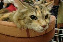 В Набережных Челнах проходит выставка кошек