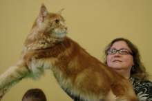 В Набережных Челнах проходит выставка кошек