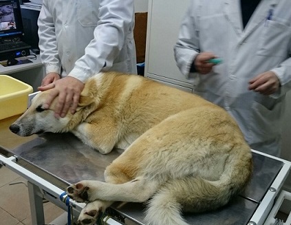 собака в клинике